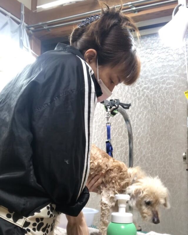 プッチくん❤️
１８歳❤️
シャンプーはテーブルの上でします🐶
ブロー中はアゴ下の辺りは気持ち良さそうにしてました❤️❤️

�
#古風隠れ家ケアサロン
#可愛いお友達
#わんちゃんの気持ち大切
#高齢犬のトリミングしてます

⭕️シニアに入りましたら
あちこちサロン移動せず
愛犬の心と身体の負担を考え
同じサロンさんへトリミングを
していただくことが大事と考えております⭕️

#cute #doglove #toypoodle#poodle#プードル#dog #可愛い#犬 #プッチ #プッチくん #川崎市多摩区  #アースリーフ　#パックスナチュロン #笑顔  #愛犬  #癒し  #犬大好き #身体ケア #アニマルコミュニケーター #家族  #みんな可愛い　#ハーブ浴 #happy #ファインバブル

★おもちゃもグルーミングしてます。

愛犬やご家族さまが体調悪いときは
遠慮なく予約をキャンセルしてくださいね

★シャンプーケアカットが終わり次第
閉める日もあります。

★お休み★
⭕️定休日は水曜日木曜日❗️
★６月６日火曜日
★７月９日１０日１１日
(代わりに１２日１３日ご希望の方予約承ります)
★９月４日５日
