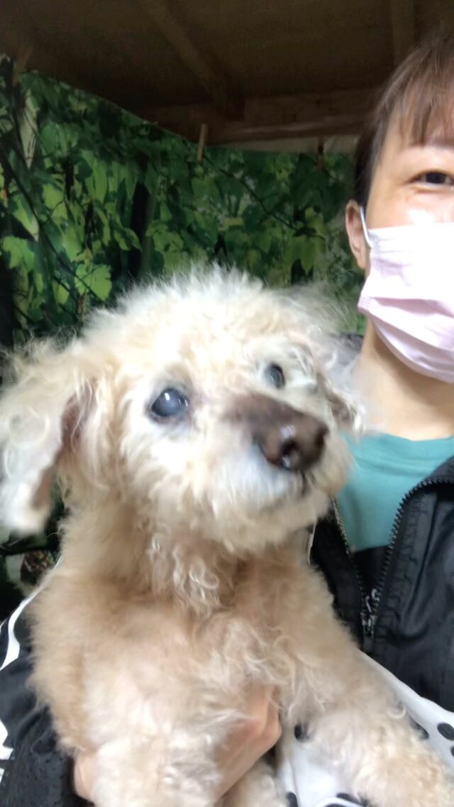 可愛い❤️
プッチくん(*^◯^*)

１８歳のプッチくん頑張ってくれました❤️
いつもよりお顔もスッキリカットできましたよ❤️
おウチへ帰ったらゆっくり休もうね(^○^)

�
#古風隠れ家ケアサロン
#可愛いお友達
#わんちゃんの気持ち大切
#高齢犬のトリミングしてます

⭕️シニアに入りましたら
あちこちサロン移動せず
愛犬の心と身体の負担を考え
同じサロンさんへトリミングを
していただくことが大事と考えております⭕️

#cute #doglove #toypoodle#poodle#プードル#dog #可愛い#犬 #プッチ #プッチくん #川崎市多摩区  #アースリーフ　#パックスナチュロン #笑顔  #愛犬  #癒し  #犬大好き #身体ケア #アニマルコミュニケーター #家族  #みんな可愛い　#ハーブ浴 #happy #ファインバブル

★おもちゃもグルーミングしてます。

愛犬やご家族さまが体調悪いときは
遠慮なく予約をキャンセルしてくださいね

★シャンプーケアカットが終わり次第
閉める日もあります。

★お休み★
⭕️定休日は水曜日木曜日❗️
★６月６日火曜日
★７月９日１０日１１日
(代わりに１２日１３日ご希望の方予約承ります)
★９月４日５日