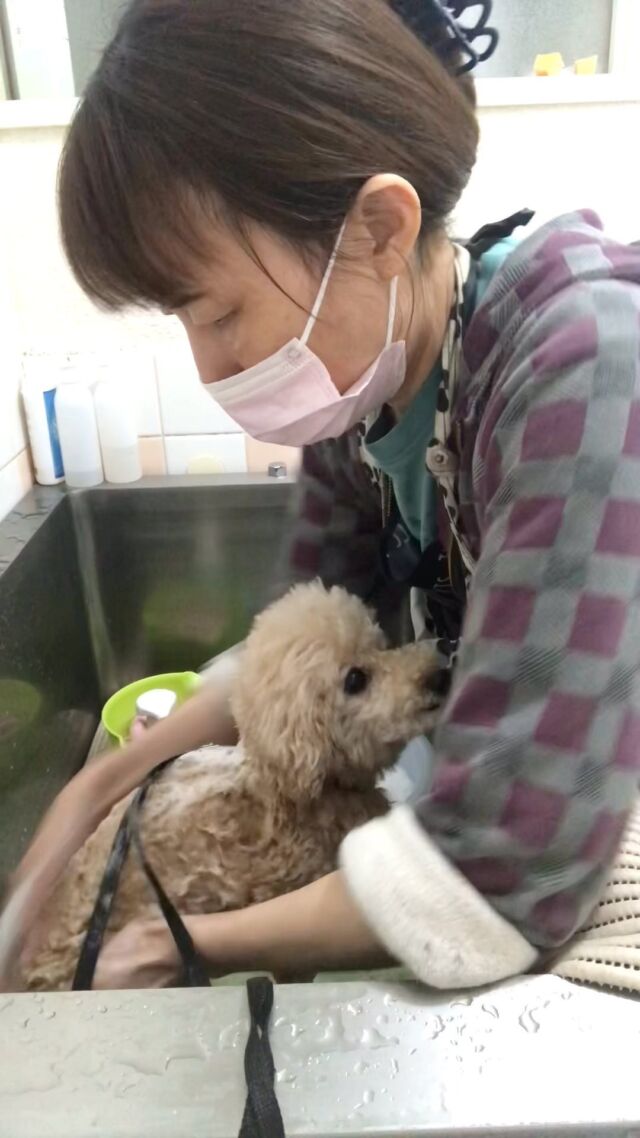 シアンちゃん❤️ 
シャンプー中❤️

#古風隠れ家ケアサロン
#可愛いお友達
#わんちゃんの気持ち大切
#高齢犬のトリミングしてます

⭕️シニアに入りましたら
あちこちサロン移動せず
愛犬の心と身体の負担を考え
同じサロンさんへトリミングを
していただくことが大事と考えております⭕️

#cute #doglove #toypoodle#poodle#プードル#dog #可愛い#犬 #シアン #シアンちゃん#川崎市多摩区  #アースリーフ　#パックスナチュロン #笑顔  #愛犬  #癒し  #犬大好き #身体ケア #アニマルコミュニケーター #家族  #みんな可愛い　#ハーブ浴 #happy #ファインバブル

★おもちゃもグルーミングしてます。

愛犬やご家族さまが体調悪いときは
遠慮なく予約をキャンセルしてくださいね

★シャンプーケアカットが終わり次第
閉める日もあります。

★お休み★
⭕️定休日は水曜日木曜日❗️
★６月６日火曜日
★７月９日１０日１１日
(代わりに１２日１３日ご希望の方予約承ります)
★９月４日５日