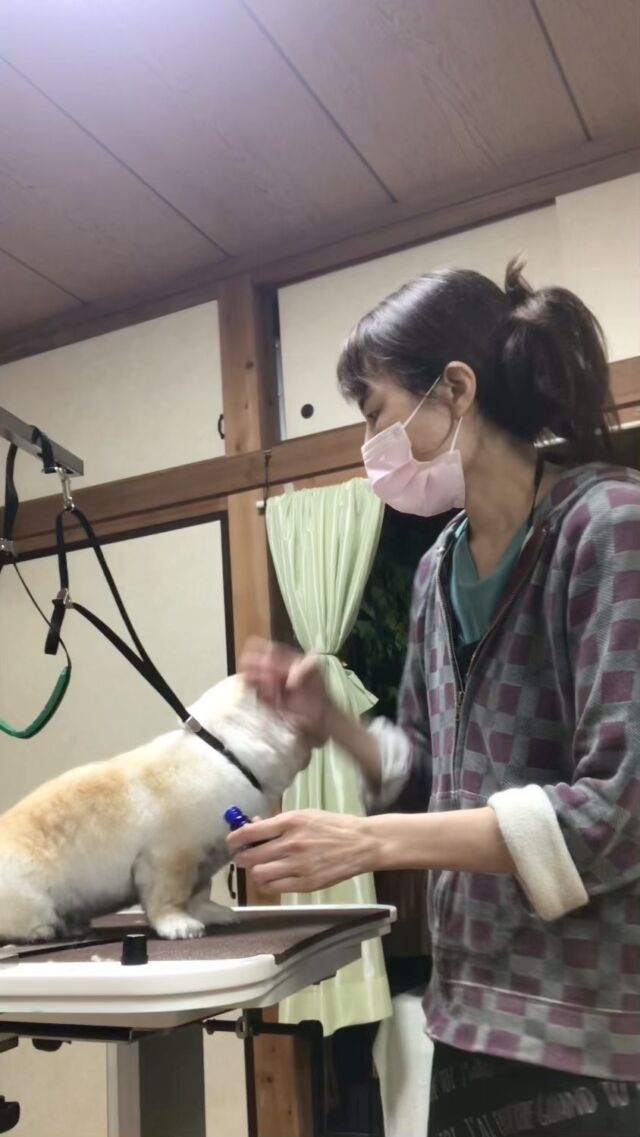 もふおくん❤️
精油マッサージ❤️

もふおくんは腰と肩が凝ってます🐶

�
#古風隠れ家ケアサロン
#可愛いお友達
#わんちゃんの気持ち大切
#高齢犬のトリミングしてます

⭕️シニアに入りましたら
あちこちサロン移動せず
愛犬の心と身体の負担を考え
同じサロンさんへトリミングを
していただくことが大事と考えております⭕️

#cute #doglove #pekingese #ペキニーズdog #可愛い#犬 #もふお#もふおくん #川崎市多摩区  #アースリーフ　#パックスナチュロン #笑顔  #愛犬  #癒し  #犬大好き #身体ケア #アニマルコミュニケーター #家族  #みんな可愛い　#ハーブ浴 #happy #ファインバブル

★おもちゃもグルーミングしてます。

愛犬やご家族さまが体調悪いときは
遠慮なく予約をキャンセルしてくださいね

★シャンプーケアカットが終わり次第
閉める日もあります。

★お休み★
⭕️定休日は水曜日木曜日❗️
★６月６日火曜日
★７月９日１０日１１日
(代わりに１２日１３日ご希望の方予約承ります)
★９月４日５日