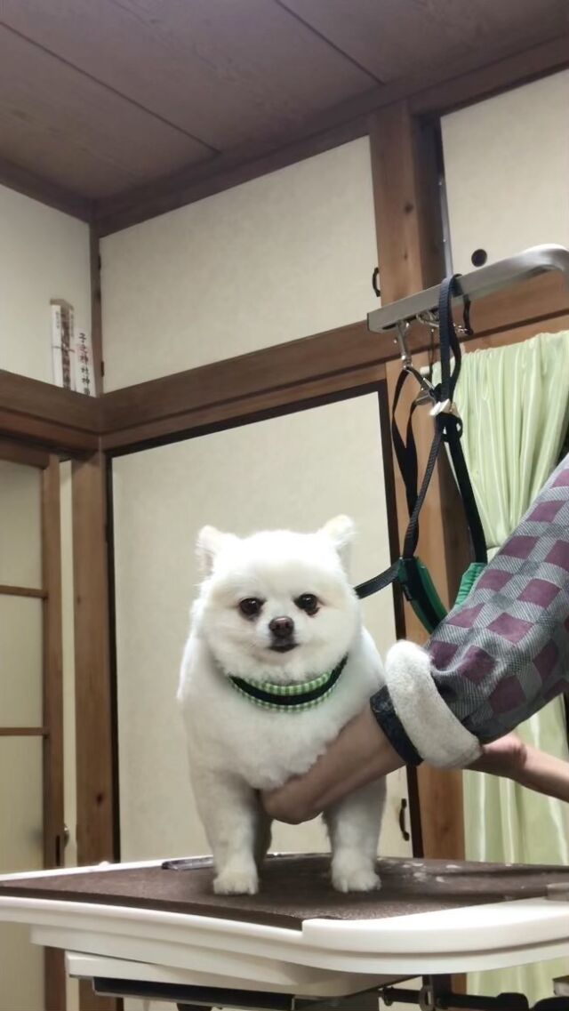 ポム代ちゃん❤️
カット中❤️

カメラ目線😍

#古風隠れ家ケアサロン
#可愛いお友達
#わんちゃんの気持ち大切
#高齢犬のトリミングしてます

⭕️シニアに入りましたら
あちこちサロン移動せず
愛犬の心と身体の負担を考え
同じサロンさんへトリミングを
していただくことが大事と考えております⭕️

#cute #doglove #pomeranian #ポメラニアン#dog #可愛い#犬 #ポム代 #ポム代ちゃん#川崎市多摩区  #アースリーフ　#パックスナチュロン #笑顔  #愛犬  #癒し  #犬大好き #身体ケア #アニマルコミュニケーター #家族  #みんな可愛い　#ハーブ浴 #happy #ファインバブル

★おもちゃもグルーミングしてます。

愛犬やご家族さまが体調悪いときは
遠慮なく予約をキャンセルしてくださいね

★シャンプーケアカットが終わり次第
閉める日もあります。

★お休み★
⭕️定休日は水曜日木曜日❗️
★６月６日火曜日
★７月９日１０日１１日
(代わりに１２日１３日ご希望の方予約承ります)
★９月４日５日