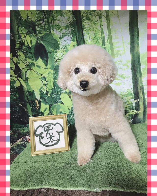 可愛い❤️
シアンちゃん(*^◯^*)

目にかかる被毛、口の中に入る被毛をスッキリカットします❤️
いつもお利口さん❤️

�
#古風隠れ家ケアサロン
#可愛いお友達
#わんちゃんの気持ち大切
#高齢犬のトリミングしてます

⭕️シニアに入りましたら
あちこちサロン移動せず
愛犬の心と身体の負担を考え
同じサロンさんへトリミングを
していただくことが大事と考えております⭕️

#cute #doglove #toypoodle#poodle#プードル#dog #可愛い#犬 #シアン #シアンちゃん#川崎市多摩区  #アースリーフ　#パックスナチュロン #笑顔  #愛犬  #癒し  #犬大好き #身体ケア #アニマルコミュニケーター #家族  #みんな可愛い　#ハーブ浴 #happy #ファインバブル

★おもちゃもグルーミングしてます。

愛犬やご家族さまが体調悪いときは
遠慮なく予約をキャンセルしてくださいね

★シャンプーケアカットが終わり次第
閉める日もあります。

★お休み★
⭕️定休日は水曜日木曜日❗️
★６月６日火曜日
★７月９日１０日１１日
(代わりに１２日１３日ご希望の方予約承ります)
★９月４日５日