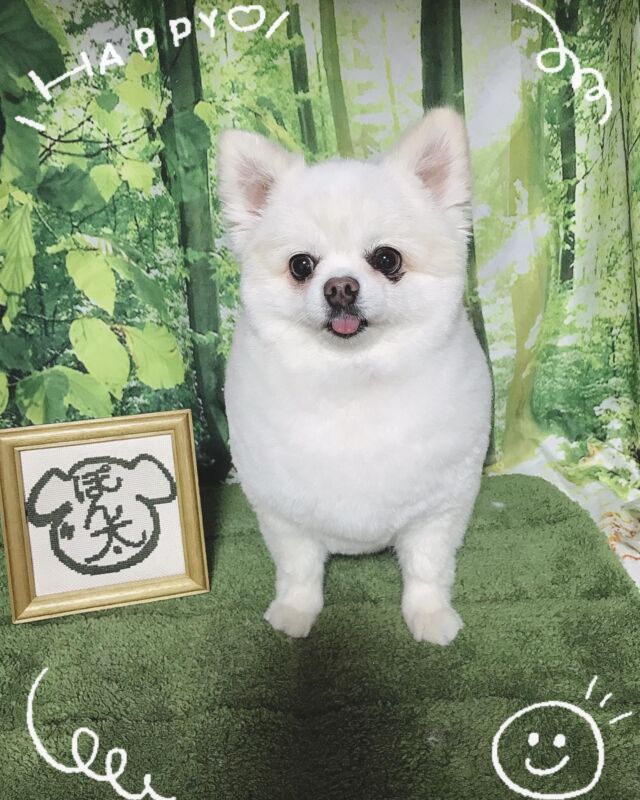 可愛い❤️
ポム代ちゃん(*^◯^*)

美人のポム代ちゃん❤️
性格も温厚で食べることが好きなポム代ちゃん❤️
短めスタイルです❤️

#古風隠れ家ケアサロン
#可愛いお友達
#わんちゃんの気持ち大切
#高齢犬のトリミングしてます

⭕️シニアに入りましたら
あちこちサロン移動せず
愛犬の心と身体の負担を考え
同じサロンさんへトリミングを
していただくことが大事と考えております⭕️

#cute #doglove #pomeranian #ポメラニアン#dog #可愛い#犬 #ポム代 #ポム代ちゃん#川崎市多摩区  #アースリーフ　#パックスナチュロン #笑顔  #愛犬  #癒し  #犬大好き #身体ケア #アニマルコミュニケーター #家族  #みんな可愛い　#ハーブ浴 #happy #ファインバブル

★おもちゃもグルーミングしてます。

愛犬やご家族さまが体調悪いときは
遠慮なく予約をキャンセルしてくださいね

★シャンプーケアカットが終わり次第
閉める日もあります。

★お休み★
⭕️定休日は水曜日木曜日❗️
★６月６日火曜日
★７月９日１０日１１日
(代わりに１２日１３日ご希望の方予約承ります)
★９月４日５日