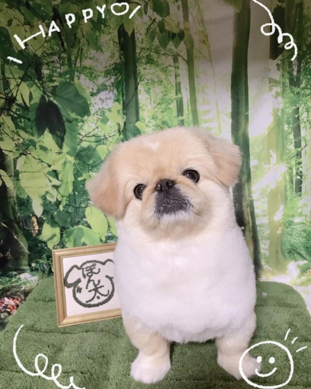 可愛い❤️
もふおくん(*^◯^*)

ニコニコもふおくん❤️
シャンプーも頑張ってくれました❤️
短めのスタイルお似合いですね❤️

�
#古風隠れ家ケアサロン
#可愛いお友達
#わんちゃんの気持ち大切
#高齢犬のトリミングしてます

⭕️シニアに入りましたら
あちこちサロン移動せず
愛犬の心と身体の負担を考え
同じサロンさんへトリミングを
していただくことが大事と考えております⭕️

#cute #doglove #pekingese #ペキニーズ#dog #可愛い#犬 #もふお #もふおくん #川崎市多摩区  #アースリーフ　#パックスナチュロン #笑顔  #愛犬  #癒し  #犬大好き #身体ケア #アニマルコミュニケーター #家族  #みんな可愛い　#ハーブ浴 #happy #ファインバブル

★おもちゃもグルーミングしてます。

愛犬やご家族さまが体調悪いときは
遠慮なく予約をキャンセルしてくださいね

★シャンプーケアカットが終わり次第
閉める日もあります。

★お休み★
⭕️定休日は水曜日木曜日❗️
★６月６日火曜日
★７月９日１０日１１日
(代わりに１２日１３日ご希望の方予約承ります)
★９月４日５日