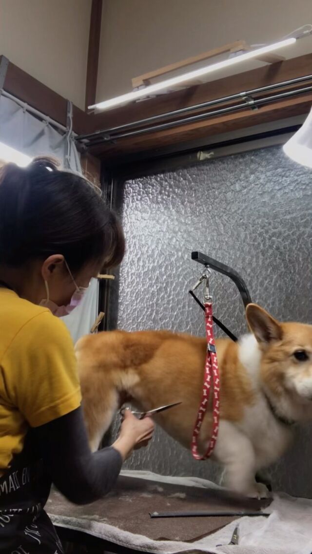 ハルくん❤️
カット中❤️

よくできました(o^^o)
ハルくん頑張ったよ❤️

�#古風隠れ家ケアサロン
#可愛いお友達
#わんちゃんの気持ち大切
#高齢犬のトリミングしてます

⭕️シニアに入りましたら
あちこちサロン移動せず
愛犬の心と身体の負担を考え
同じサロンさんへトリミングを
していただくことが大事と考えております⭕️

#cute #doglove #cogi#コーギー#dog #可愛い#犬 #ハル #ハルくん #川崎市多摩区  #アースリーフ　#パックスナチュロン #笑顔  #愛犬  #癒し  #犬大好き #身体ケア #アニマルコミュニケーター #家族  #みんな可愛い　#ハーブ浴 #happy #ファインバブル

★おもちゃもグルーミングしてます。

愛犬やご家族さまが体調悪いときは
遠慮なく予約をキャンセルしてくださいね

★シャンプーケアカットが終わり次第
閉める日もあります。

★お休み★
⭕️定休日は水曜日木曜日❗️
★６月６日火曜日
★７月９日１０日１１日
(代わりに１２日１３日ご希望の方予約承ります)
★９月４日５日