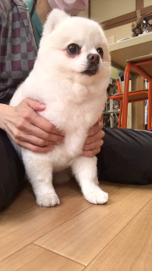 ポム代ちゃん❤️
マッサージ中❤️
全体にマッサージしました🐶

#古風隠れ家ケアサロン
#可愛いお友達
#わんちゃんの気持ち大切
#高齢犬のトリミングしてます

⭕️シニアに入りましたら
あちこちサロン移動せず
愛犬の心と身体の負担を考え
同じサロンさんへトリミングを
していただくことが大事と考えております⭕️

#cute #doglove #pomeranian #ポメラニアン#dog #可愛い#犬 #ポム代 #ポム代ちゃん#川崎市多摩区  #アースリーフ　#パックスナチュロン #笑顔  #愛犬  #癒し  #犬大好き #身体ケア #アニマルコミュニケーター #家族  #みんな可愛い　#ハーブ浴 #happy #ファインバブル

★おもちゃもグルーミングしてます。

愛犬やご家族さまが体調悪いときは
遠慮なく予約をキャンセルしてくださいね

★シャンプーケアカットが終わり次第
閉める日もあります。

★お休み★
⭕️定休日は水曜日木曜日❗️
★６月６日火曜日
★７月９日１０日１１日
(代わりに１２日１３日ご希望の方予約承ります)
★９月４日５日
