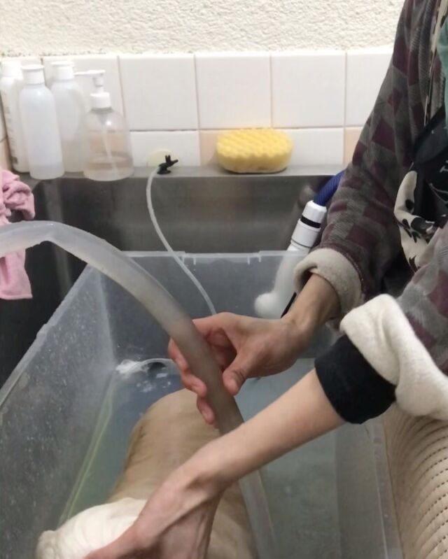 ポム代ちゃん❤️
泡シャンプーのあとファインバブルで皮膚スッキリ❤️
カメラ目線😍

#古風隠れ家ケアサロン
#可愛いお友達
#わんちゃんの気持ち大切
#高齢犬のトリミングしてます

⭕️シニアに入りましたら
あちこちサロン移動せず
愛犬の心と身体の負担を考え
同じサロンさんへトリミングを
していただくことが大事と考えております⭕️

#cute #doglove #pomeranian #ポメラニアン#dog #可愛い#犬 #ポム代 #ポム代ちゃん#川崎市多摩区  #アースリーフ　#パックスナチュロン #笑顔  #愛犬  #癒し  #犬大好き #身体ケア #アニマルコミュニケーター #家族  #みんな可愛い　#ハーブ浴 #happy #ファインバブル

★おもちゃもグルーミングしてます。

愛犬やご家族さまが体調悪いときは
遠慮なく予約をキャンセルしてくださいね

★シャンプーケアカットが終わり次第
閉める日もあります。

★お休み★
⭕️定休日は水曜日木曜日❗️
★６月６日火曜日
★７月９日１０日１１日
(代わりに１２日１３日ご希望の方予約承ります)
★９月４日５日