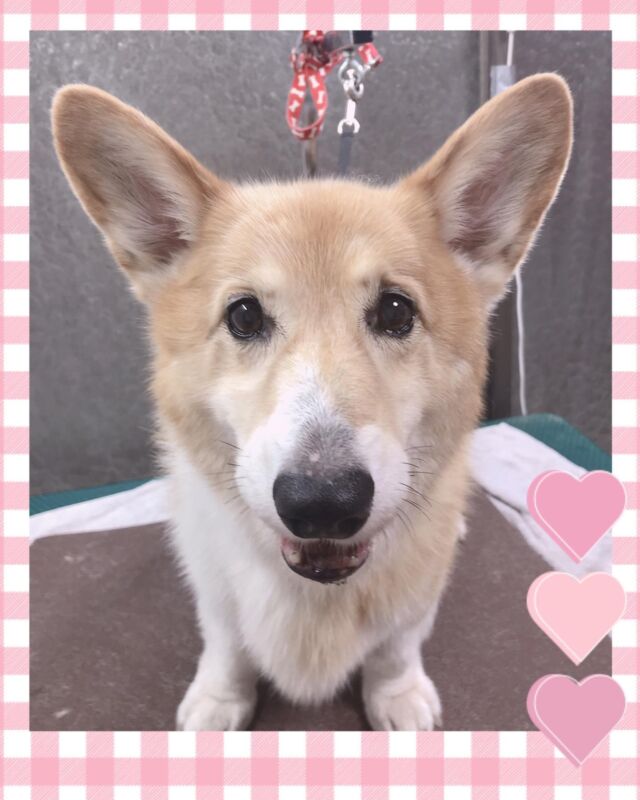 可愛い❤️
ハルくん(*^◯^*)

男前のハルくんです❤️
一生懸命に頑張ってくれました❤️
おウチ帰りましたらゆっくり休もうね💤

�#古風隠れ家ケアサロン
#可愛いお友達
#わんちゃんの気持ち大切
#高齢犬のトリミングしてます

⭕️シニアに入りましたら
あちこちサロン移動せず
愛犬の心と身体の負担を考え
同じサロンさんへトリミングを
していただくことが大事と考えております⭕️

#cute #doglove #cogi #コーギー#dog #可愛い#犬 #ハル #ハルくん #川崎市多摩区  #アースリーフ　#パックスナチュロン #笑顔  #愛犬  #癒し  #犬大好き #身体ケア #アニマルコミュニケーター #家族  #みんな可愛い　#ハーブ浴 #happy #ファインバブル

★おもちゃもグルーミングしてます。

愛犬やご家族さまが体調悪いときは
遠慮なく予約をキャンセルしてくださいね

★シャンプーケアカットが終わり次第
閉める日もあります。

★お休み★
⭕️定休日は水曜日木曜日❗️
★６月６日火曜日
★７月９日１０日１１日
(代わりに１２日１３日ご希望の方予約承ります)
★９月４日５日
