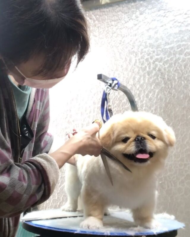 もふおくん❤️
カット中❤️

お利口さん(*^▽^*)

�
#古風隠れ家ケアサロン
#可愛いお友達
#わんちゃんの気持ち大切
#高齢犬のトリミングしてます

⭕️シニアに入りましたら
あちこちサロン移動せず
愛犬の心と身体の負担を考え
同じサロンさんへトリミングを
していただくことが大事と考えております⭕️

#cute #doglove #pekingese #ペキニーズ#dog #可愛い#犬 #もふお#もふおくん #川崎市多摩区  #アースリーフ　#パックスナチュロン #笑顔  #愛犬  #癒し  #犬大好き #身体ケア #アニマルコミュニケーター #家族  #みんな可愛い　#ハーブ浴 #happy #ファインバブル

★おもちゃもグルーミングしてます。

愛犬やご家族さまが体調悪いときは
遠慮なく予約をキャンセルしてくださいね

★シャンプーケアカットが終わり次第
閉める日もあります。

★お休み★
⭕️定休日は水曜日木曜日❗️
★６月６日火曜日
★７月９日１０日１１日
(代わりに１２日１３日ご希望の方予約承ります)
★９月４日５日