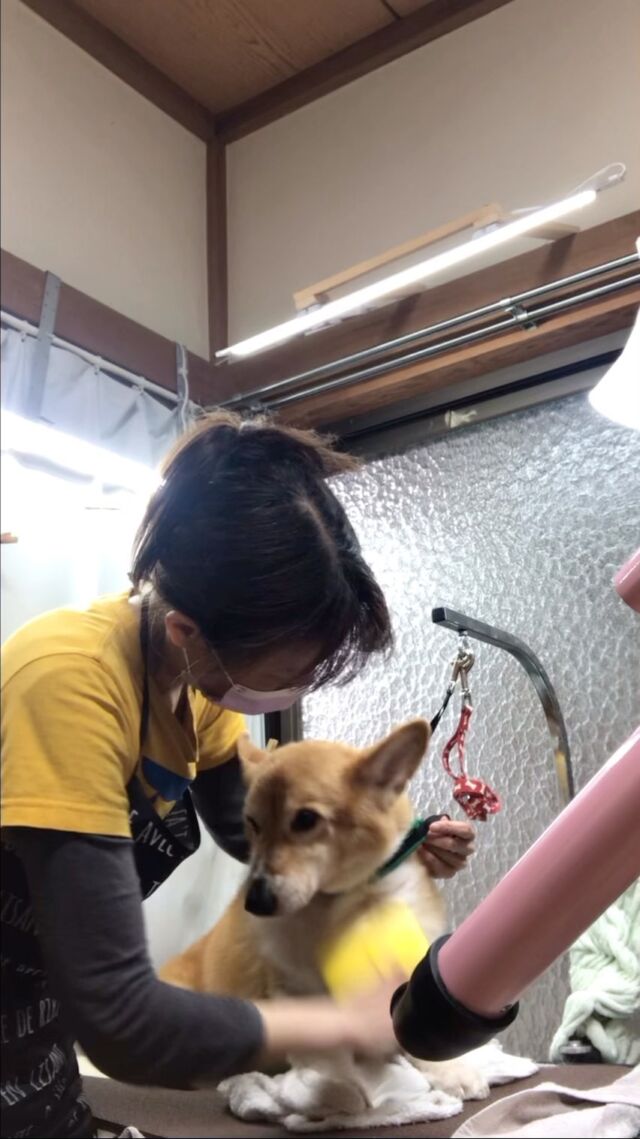 ハルくんブロー中❤️
滑らないために高反発マットを敷いて
ブローやカットをします🐶

�#古風隠れ家ケアサロン
#可愛いお友達
#わんちゃんの気持ち大切
#高齢犬のトリミングしてます

⭕️シニアに入りましたら
あちこちサロン移動せず
愛犬の心と身体の負担を考え
同じサロンさんへトリミングを
していただくことが大事と考えております⭕️

#cute #doglove #cogi#コーギー#dog #可愛い#犬 #ハル #ハルくん #川崎市多摩区  #アースリーフ　#パックスナチュロン #笑顔  #愛犬  #癒し  #犬大好き #身体ケア #アニマルコミュニケーター #家族  #みんな可愛い　#ハーブ浴 #happy #ファインバブル

★おもちゃもグルーミングしてます。

愛犬やご家族さまが体調悪いときは
遠慮なく予約をキャンセルしてくださいね

★シャンプーケアカットが終わり次第
閉める日もあります。

★お休み★
⭕️定休日は水曜日木曜日❗️
★６月６日火曜日
★７月９日１０日１１日
(代わりに１２日１３日ご希望の方予約承ります)
★９月４日５日